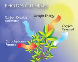 photosynthesis illustration