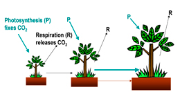 photosynthesis-terre-characterization